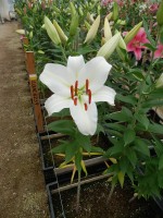 [4503 PO91 LUN 4369 No01.JPG]